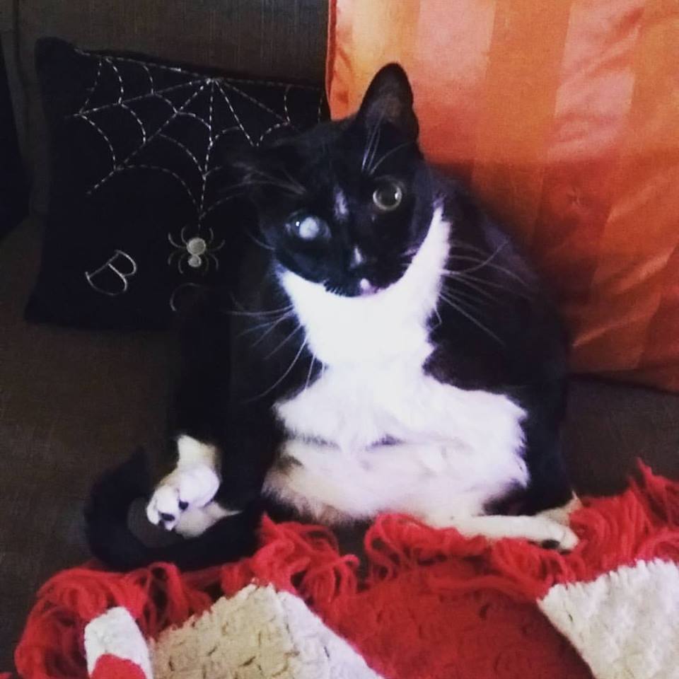 Old chonky cat sitting like a human