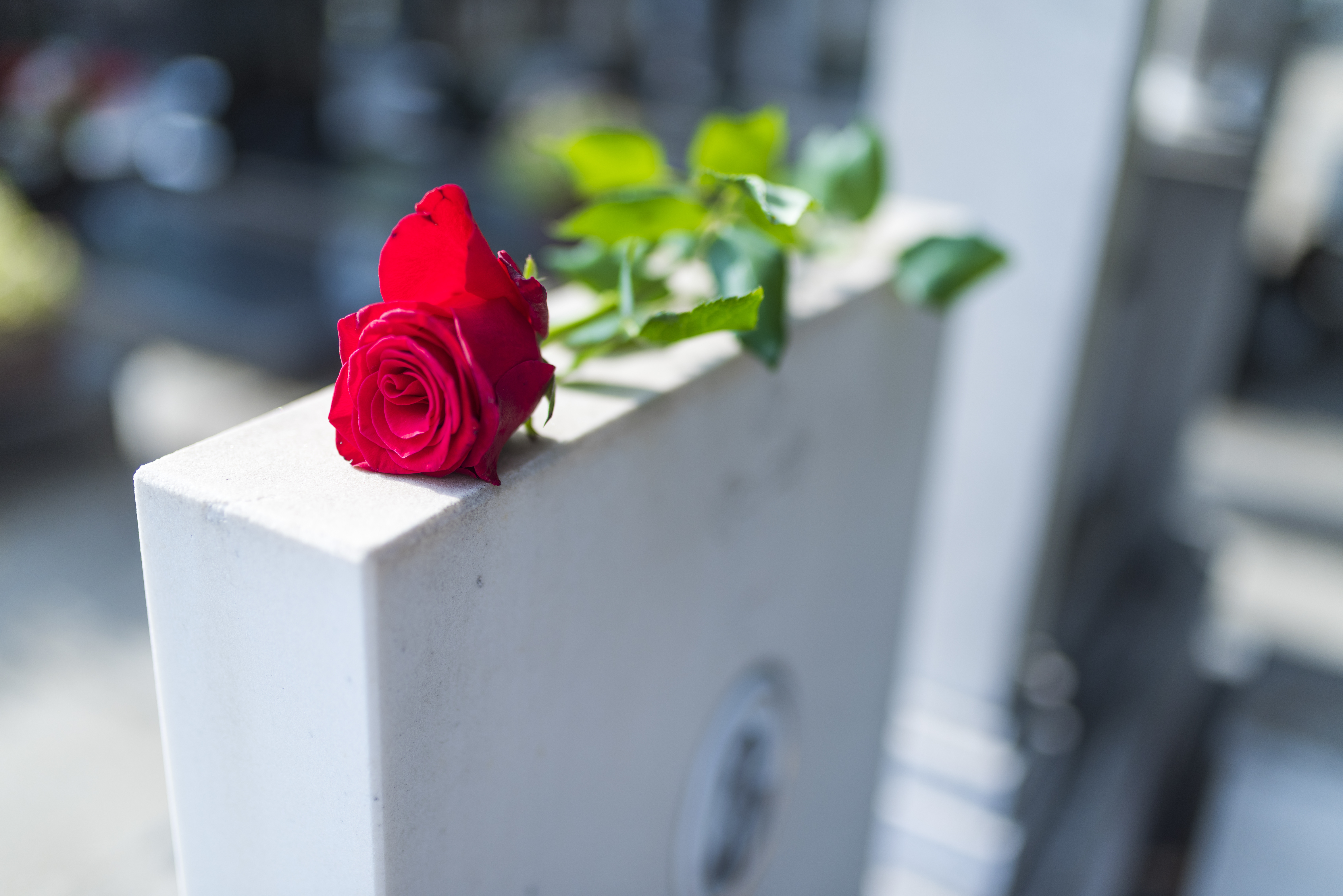 picture of a rose on a headstone